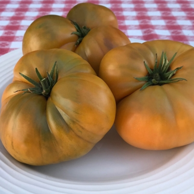 Uluru Ochre Dwarf Tomato Main Image